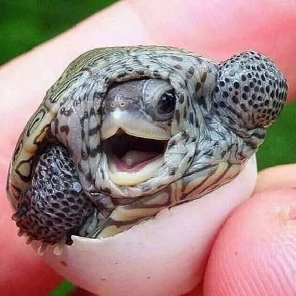 Meet your Posher, Flower - Picture 1 of 1